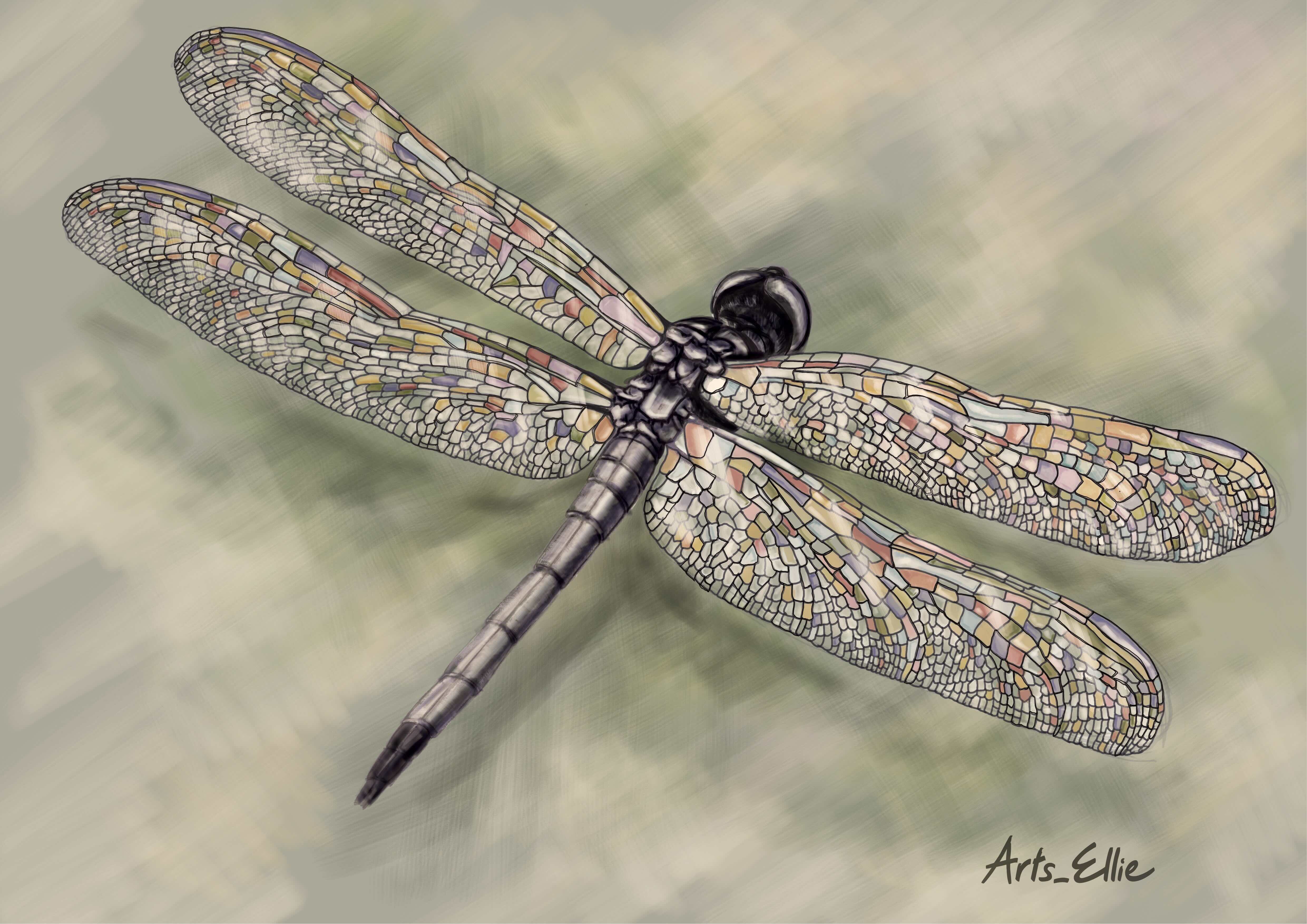 Freedom of a Dragonfly - March 2025